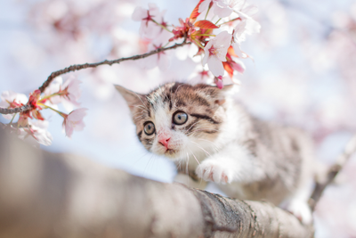 初めてねこちゃんを飼われる方へ
