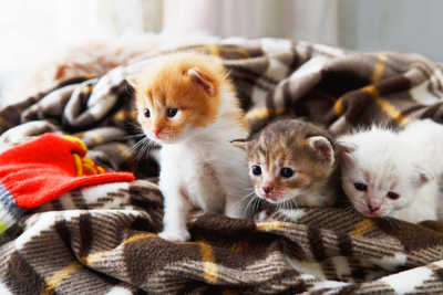 子猫を飼ったら・・・